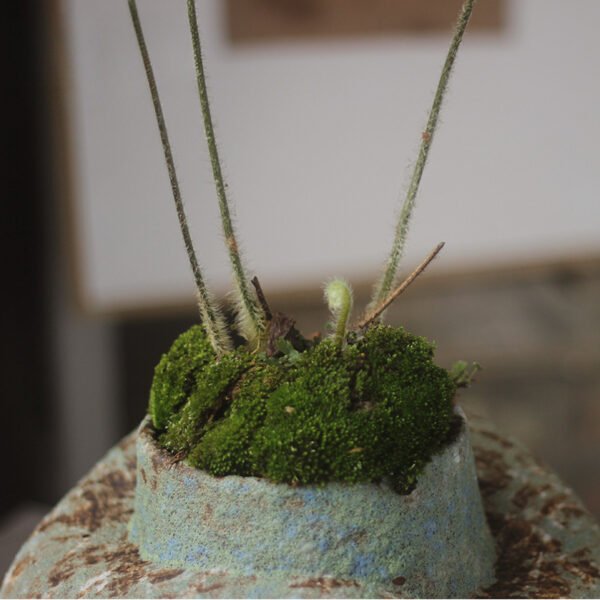 Green moss growing in rustic clay pot